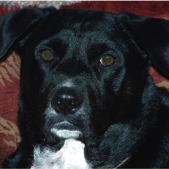 dog,puppy,lab,labrador,black,mosaic,pet